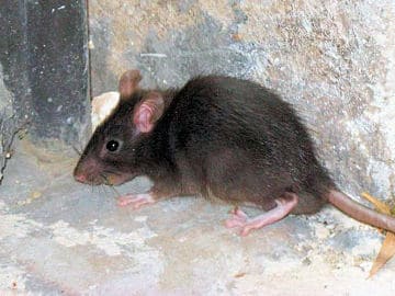Rat